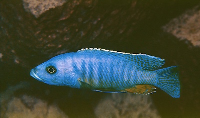 Stigmatochromis modestus 'Likoma Island'